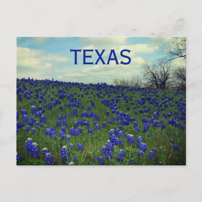 Cartão Postal Flores Azuis do Texas Texan Floral Postca (Frente)