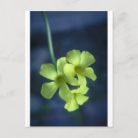 Flores Azuis e Amarelas