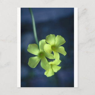 Cartão Postal Flores Azuis e Amarelas