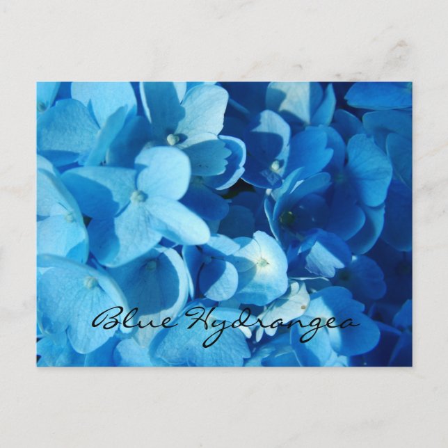 Cartão Postal Flores azuis, hortênsia (Frente)