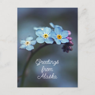 Cartão Postal Flores Azuis Não me esqueças Saudações do Alasca