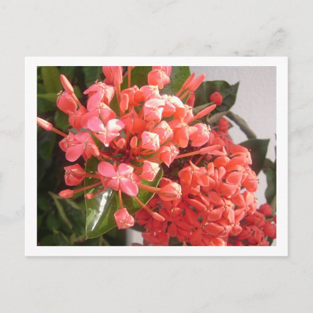 Cartão Postal Flores baamianas (Frente)