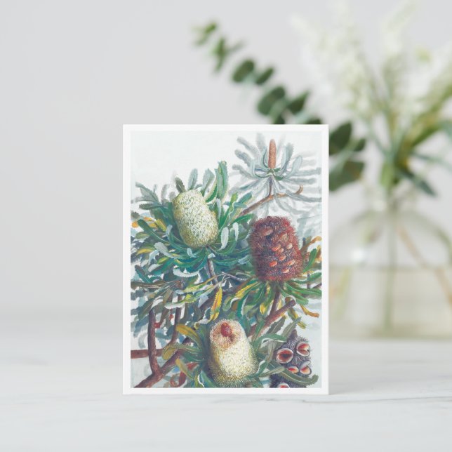 Cartão Postal Flores Banksia | Ellis Rowan 1782 (Em pé/Frente)