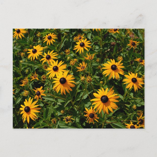 Cartão Postal Flores Black Eyed Susan (Frente)