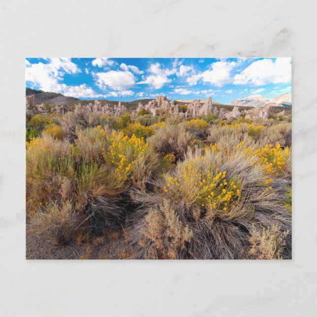 Cartão Postal Flores | Blooming Sagebrush California (Frente)