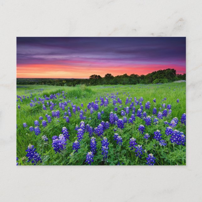 Cartão Postal Flores | Bluetooth no Texas Sunset (Frente)