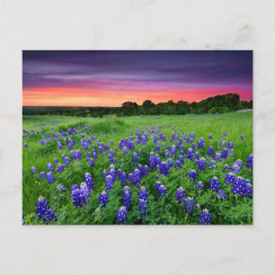 Cartão Postal Flores Bluetooth no Texas Sunset