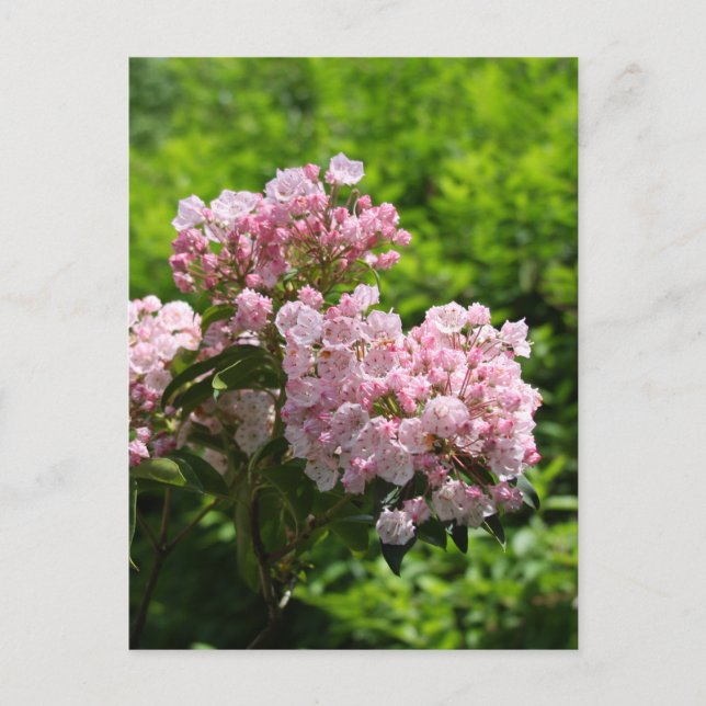 Cartão Postal Flores Bonitas de Montanha Laurél Rosa (Frente)