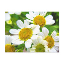 Flores bonito de margarida no sol