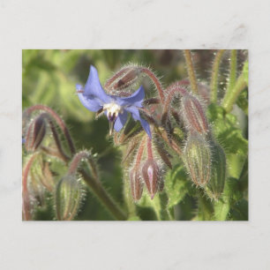 Cartão Postal Flores Borago officinalis