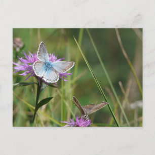Cartão Postal Flores Borboleta Florescer Chuveiro De Casamento P