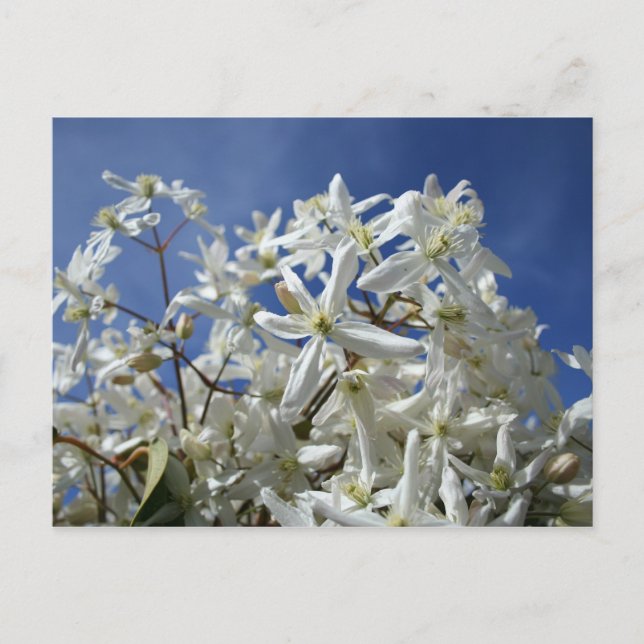 Cartão Postal Flores brancas, céu azul (Frente)