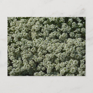Cartão Postal Flores Brancas de Alyssum Doce Floral