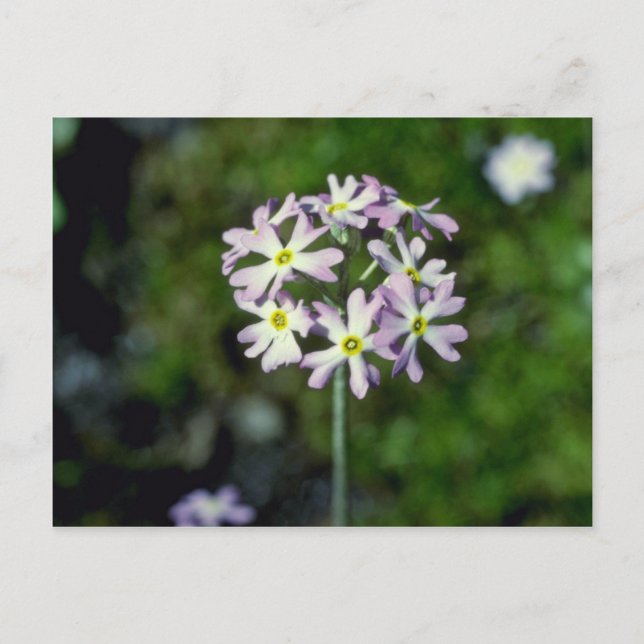 Cartão Postal Flores brancas de Primula Laurentiana (Frente)