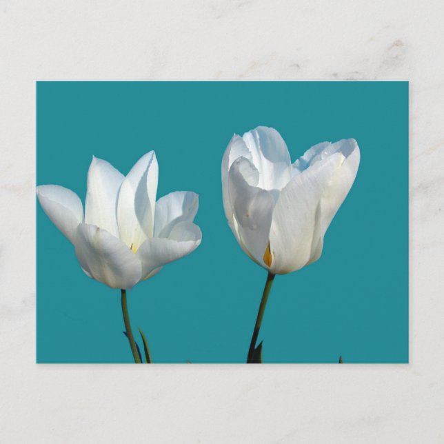 Cartão Postal flores brancas de tulipa em fundo azul-aqua (Frente)