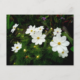 Cartão Postal Flores brancas do Cosmos
