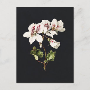 Cartão Postal Flores brancas e rosadas Vintage em preto