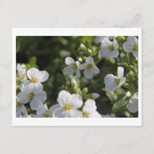 Cartão Postal Flores brancas frescas do Verão e folhas verdes
