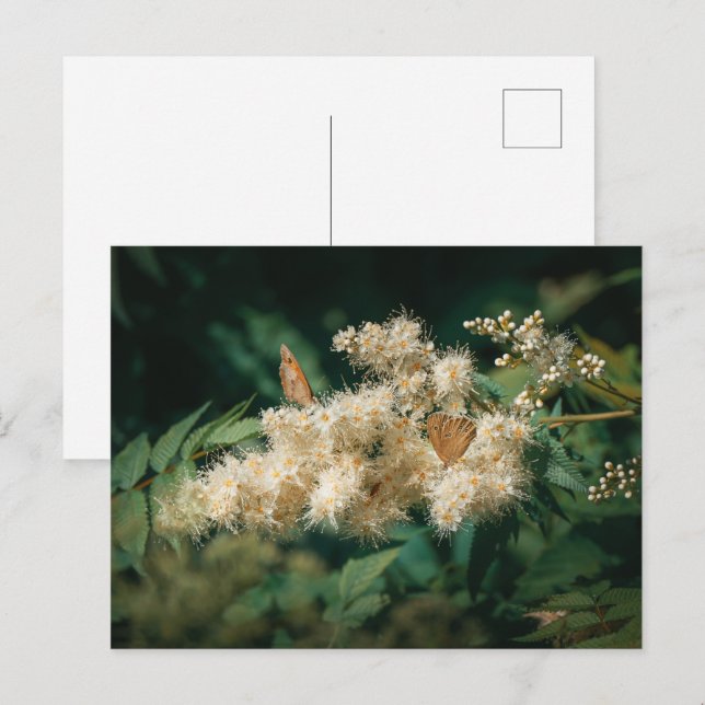 Cartão Postal Flores Brancas Macias com Borboletas (Frente/Verso)