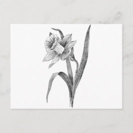 Cartão Postal flores brancas pretas daffodil vintage