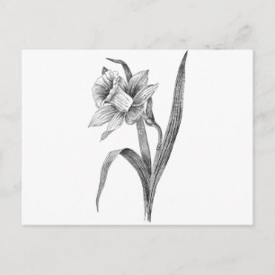 Cartão Postal flores brancas pretas daffodil vintage