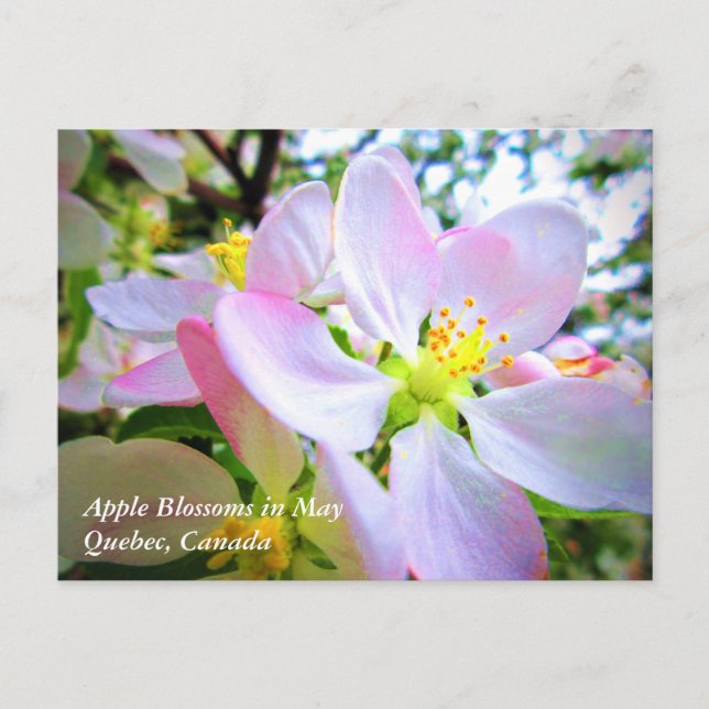 Cartão Postal Flores Brancas Rosadas de Maçã em Maio Canadá (Frente)