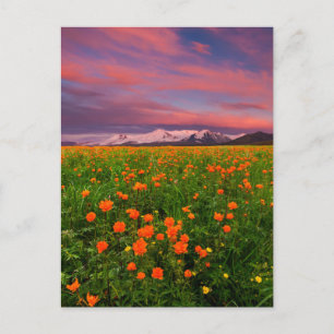 Cartão Postal Flores   Campo de Flores Silvestres Montanhas Neva