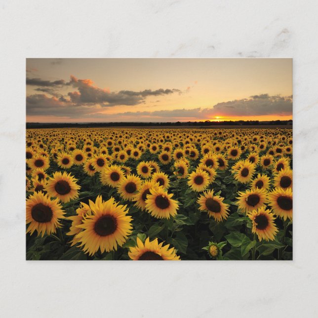 Cartão Postal Flores | Campo de girassol (Frente)