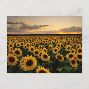 Cartão Postal Flores Campo de girassol