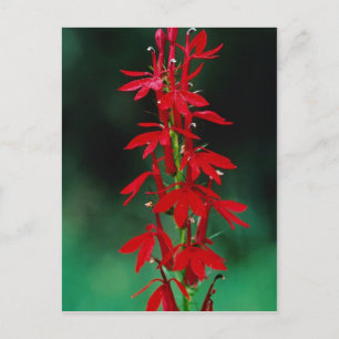 Cartão Postal Flores cardineiras