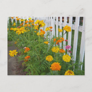 Cartão Postal Flores & Cerca de Estacas