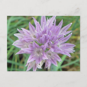 Cartão Postal Flores Coletivas Rosa Allium Schoenoprasum