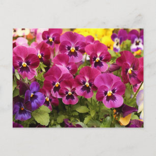 Cartão Postal Flores Coloridas de Pensamentos no Jardim 