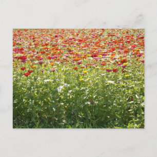 Cartão Postal Flores Coloridas de Primavera