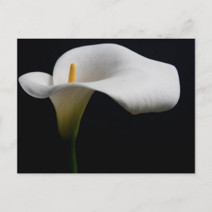 Cartão Postal Flores Copo-de-Leite Branco