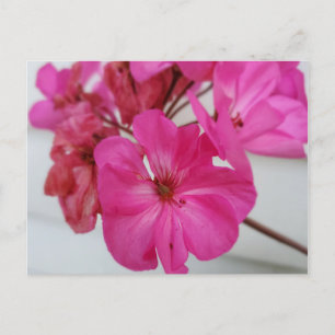 Cartão Postal Flores cor-de-rosa