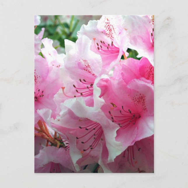 Cartão Postal Flores Cor-de-rosa (Frente)