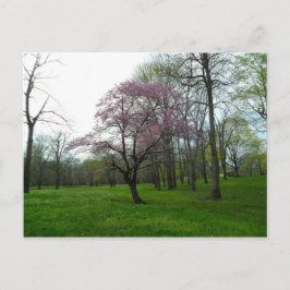 Cartão Postal Flores cor-de-rosa