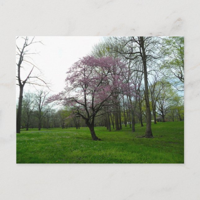 Cartão Postal Flores cor-de-rosa (Frente)