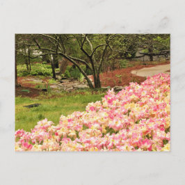 Cartão Postal flores cor de rosa
