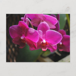 Cartão Postal Flores Cor-de-Rosa