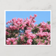 Flores Cor-de-Rosa Contra um Céu Azul Postal Botân