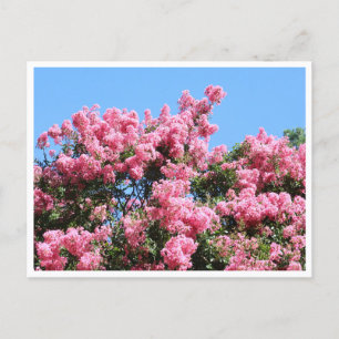 Cartão Postal Flores Cor-de-Rosa Contra um Céu Azul Postal Botân