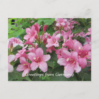 Cartão Postal Flores Cor-de-Rosa da Alemanha