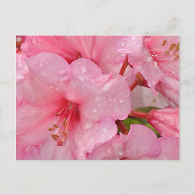 Cartão Postal Flores cor-de-rosa da azálea (Frente)