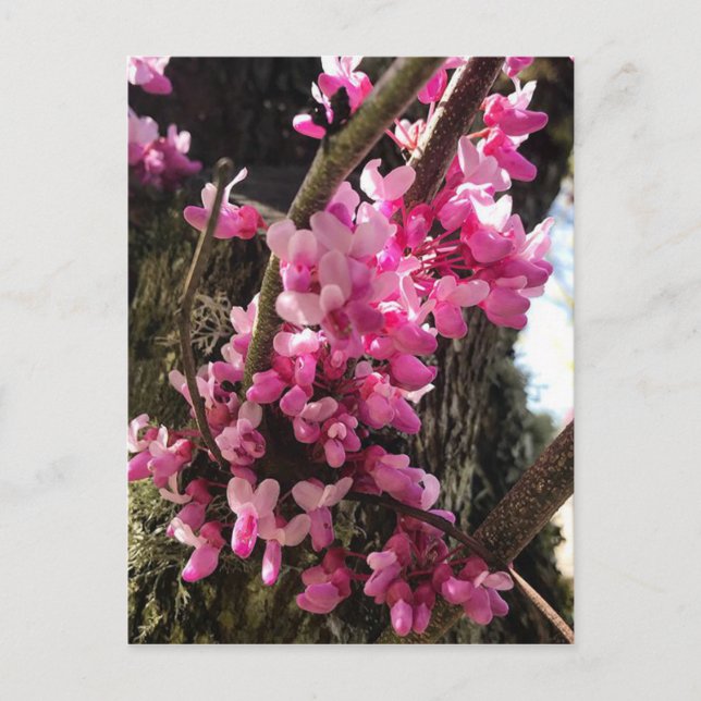 Cartão Postal Flores Cor-de-Rosa da Primavera (Frente)