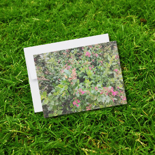 Cartão Postal Flores cor-de-rosa Escallonia na Cena de Jardim Es