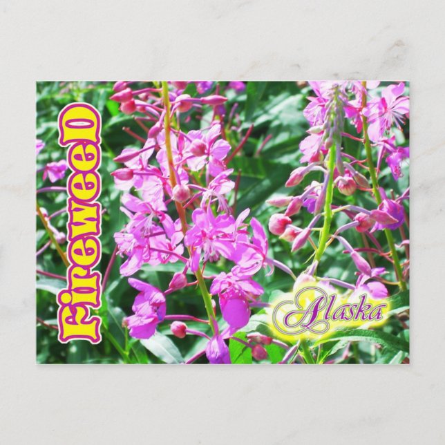 Cartão Postal Flores cor-de-rosa Fireweed no Alasca (Frente)