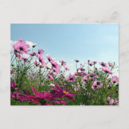 Cartão Postal Flores Cosmos: Japão
