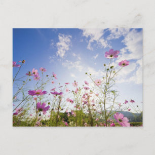 Cartão Postal Flores Cosmos. Otsu, Província de Shiga, Japão 2